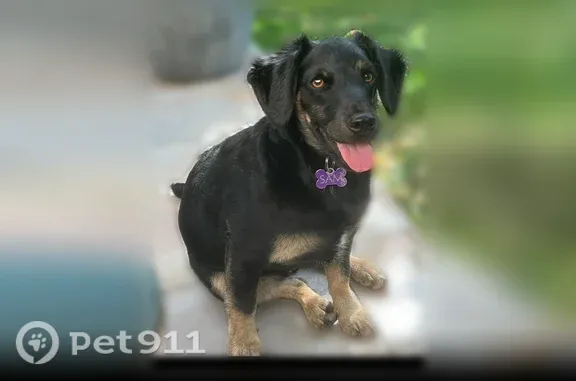 Chien perdu mâle, La Bruère, 335, Ballan-Miré, Chartres - très peureux - photo