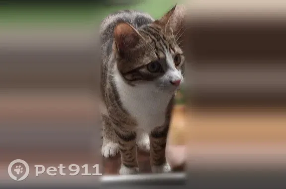 Chat perdu mâle, Rue du Béarnais, Toulouse — sociable - photo