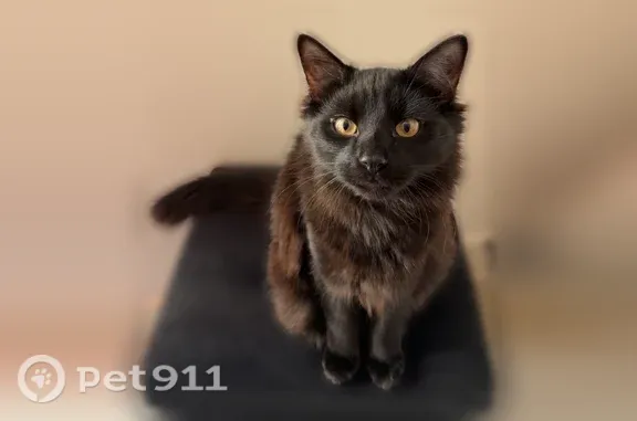 Chat perdu mâle, Rue du 8 Mai, 21, Saint-Martin-le-Beau - noir à poil long, castré - photo