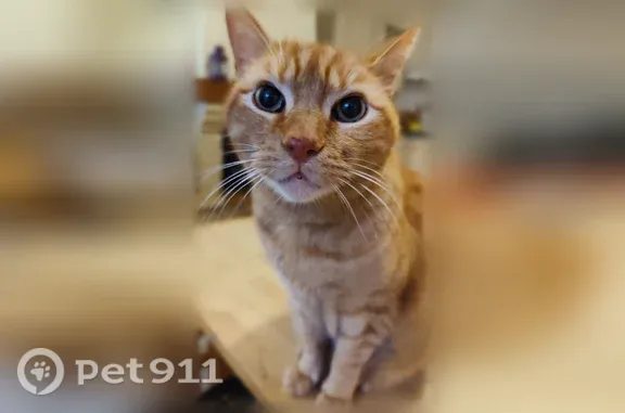 Chat perdu mâle, Rue des Gabariers - Bas Champs, 6, Pleudihen-sur-Rance, Paris - roux tigré, pucé, castré - photo