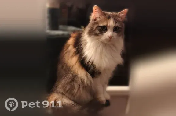 Chat perdu, Chemin de Forgentier, 737, Toulon - femelle tricolore à poil long - photo