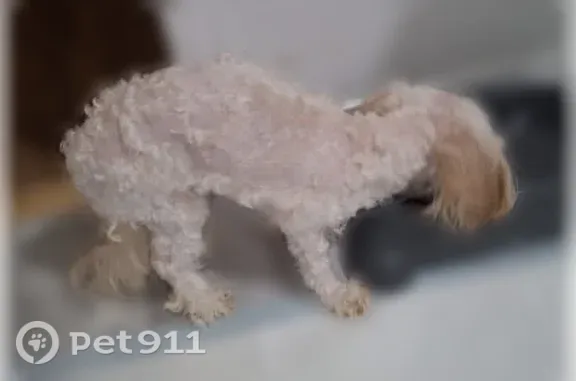 Lost dog, East 56th Street North, 1402, Tulsa - female, white hair, very small - photo