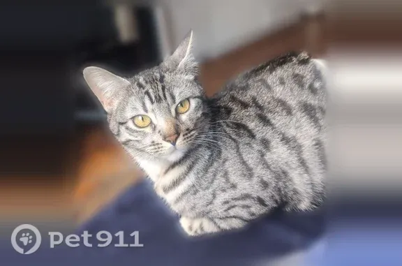 Chat perdu femelle, Allée de l'Ermitage, 52, Le Raincy - pucée, craintive - photo
