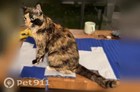 Perdu chat femelle, Cours Docteur Long, 87, Lyon - écaille de tortue, craintive - photo