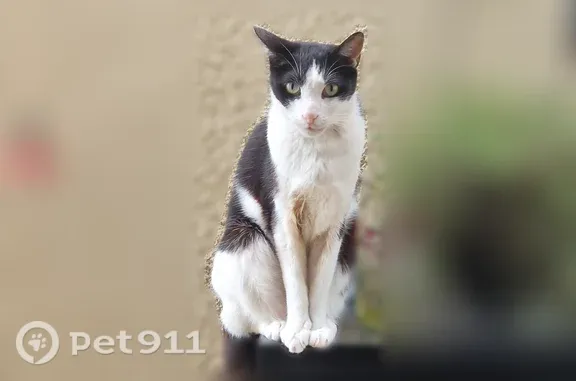 Chat perdu, Montereau-Fault-Yonne, photo: Chat perdu mâle, Rue de Provins, 48, Montereau-Fault-Yonne, Lyon - noir et blanc, yeux verts