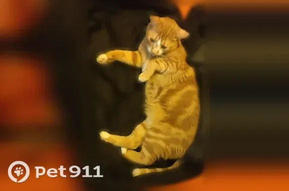 Chat perdu, 1ère Avenue, 34, La Tranche-sur-Mer - mâle - photo