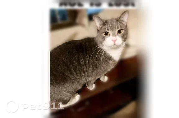 Missing cat Staten Island, photo: Lost cat, Saint Marks Place, 141, Staten Island — male, dark gray tabby