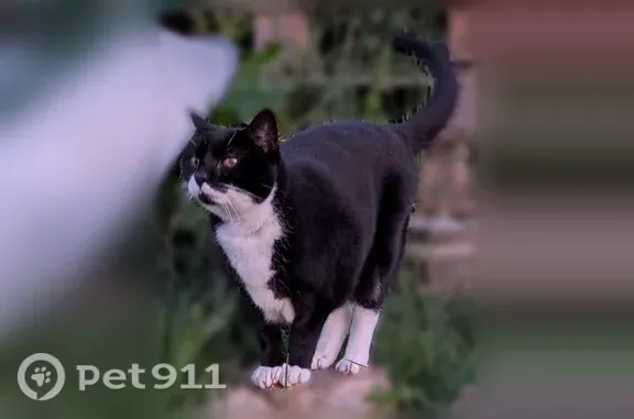 Chat perdu, La Gravelle, 22, Le Fœil, Marseille - femelle - photo