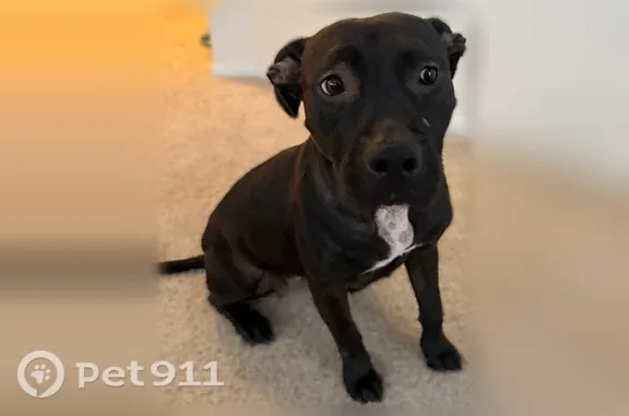Found dog Denton, photo: Found dog, North Edgefield Avenue, 1529, Denton - female, shorter black Pitt mix