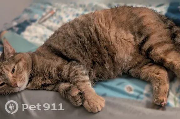 Lost cat, Gloucester Lane, 5816, Austin - female, shorthaired, green eyes - photo