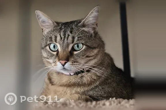 Missing cat Female, Redmond (usl542672) - photo