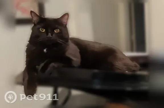 Lost cat, Rainbow Row Court, 310, Alpharetta - black 15lb cat with white spot on neck/chest - photo