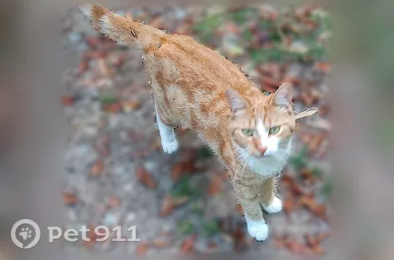 Lost cat, Sharpes Hill Road, Gaston - female, orange and white, medium-sized - photo