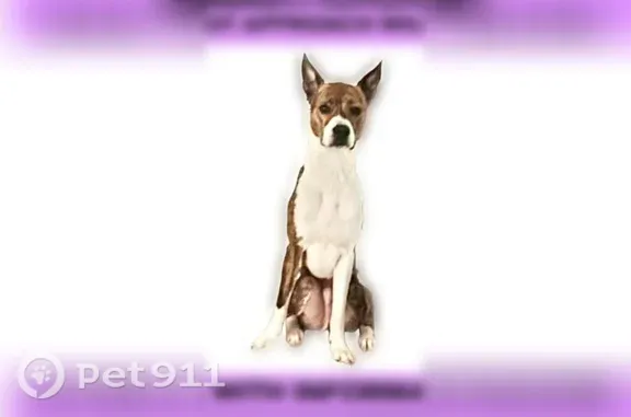 Lost dog, Southeast Linwood Avenue, 12514 - 12582, Milwaukie - tall, skinny, skidish - photo