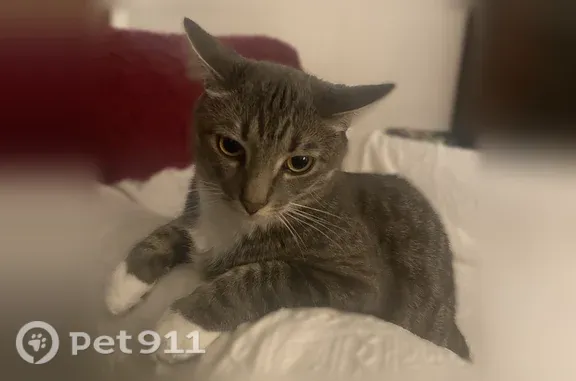 Lost cat, East Hampton Road, 317, Whitefish Bay - male, dark gray tabby with a white belly - photo