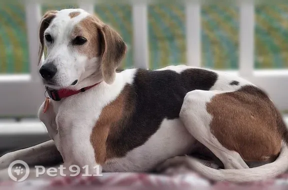 Lost dog, female, Moreview Drive, 1115, Lynchburg - shy tri-color Foxhound with a pink UNC collar - photo