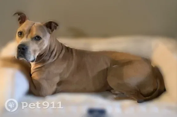 Lost dog, Maplewood Drive, 12053, East Stroudsburg - male neutered pit bull mix - photo
