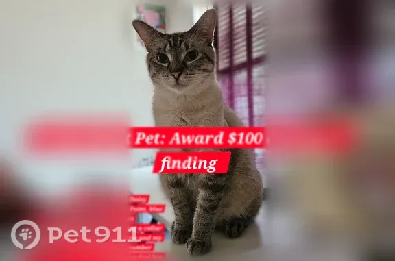 Lost and found pets Philadelphia, photo: Lost cat, Departures Road, Philadelphia - wearing a collar with her name and contact number