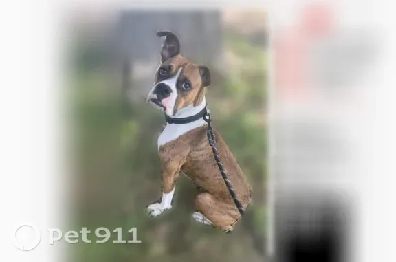 Lost dog, Pine Lane, 4401, Brownsville - female boxer - photo