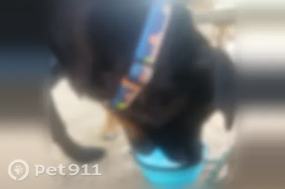 Lost dog, Milgen Road, 5800, Columbus - male, black lab with a blue collar and blue harness - photo
