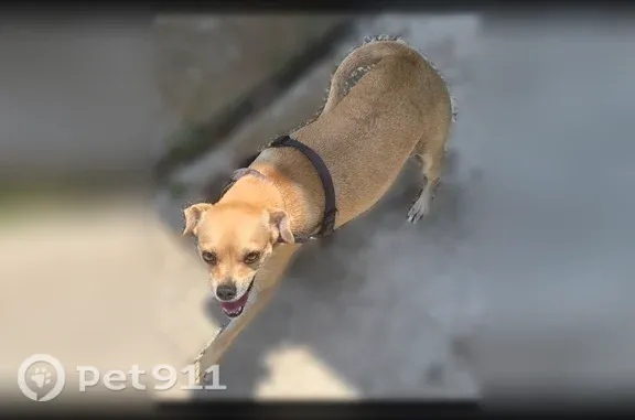 Lost dog, Painted Horse, 5478, San Antonio - skittish, blue-gray collar with sheriff star - photo