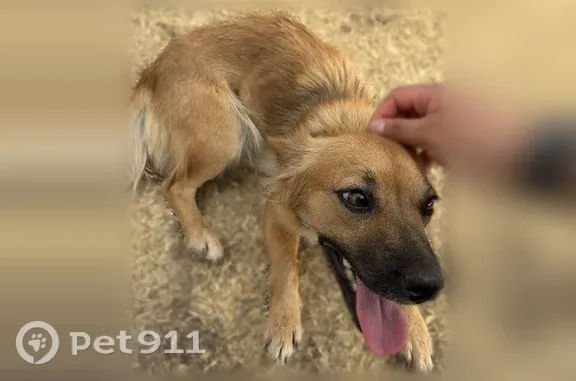 Lost and found pets Phoenix, photo: Found dog, North 61st Avenue, Phoenix - female, golden long hair