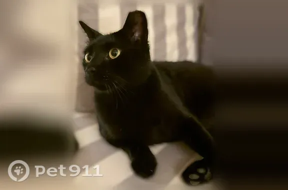 Lost and found pets Mountain View, photo: Lost cat, High School Way, 800, Mountain View - black, friendly, clipped left ear tip