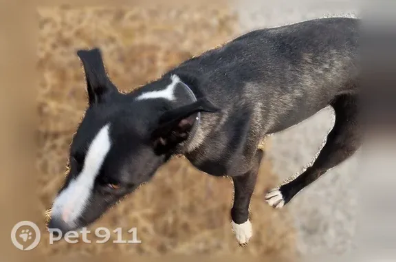 Femelle, Trouvée en bord de plage qui apparemment adore courir. Très gentille et semble joueuse.