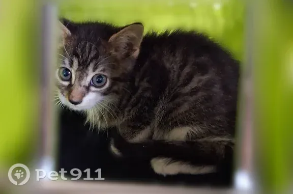 Chat trouvé Mions, photo: Chat trouvé, Rue de l'Égalité, 15, Mions - chaton tigré de 4 mois