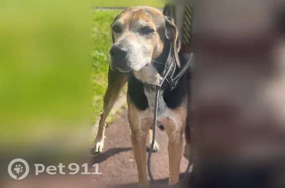 C’est un chien très doux et bien dressé, âgé de 11 ans. Il est très gourmand. Il se trouvait probablement dans les bois, mais j’ai passé toute la forêt au peigne fin et il n’y a aucune trace de lui. Il n’a jamais passé une nuit hors de la maison ; je pense que quelqu’un l’a emmené depuis le parking où il se trouvait. Où es-tu, Bobby ?