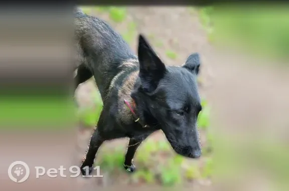 Chien perdu femelle, Impasse de Chalmont, 151, Montignac-Lascaux, Montignac - malinoise charbonnée avec collier rose - photo