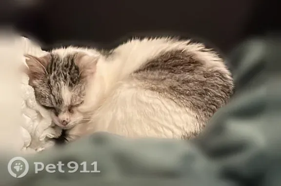 Chat perdu femelle, Candé, Strasbourg - âgée, petite taille, problème aux yeux - photo