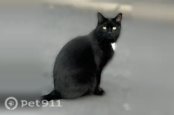 Chat perdu mâle, Rue du Hêtre, 10, Toussaint, Fécamp - noir avec une tâche blanche sur le cou - photo