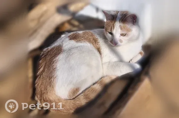 Chat perdu, Paris, photo: Perdu chat mâle, Rue du Square Jean Gibert, Magny-les-Hameaux, Paris — blanc et crème, craintif en extérieur