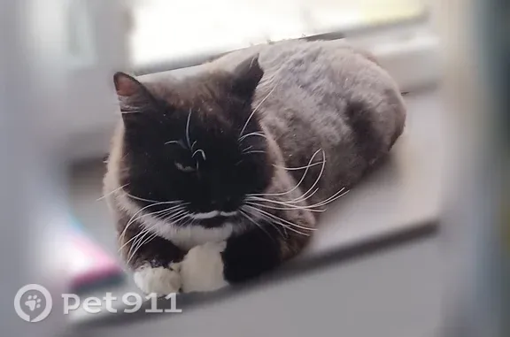 Chat trouvé Besançon, photo: Chat trouvé, Besançon - oreille coupée