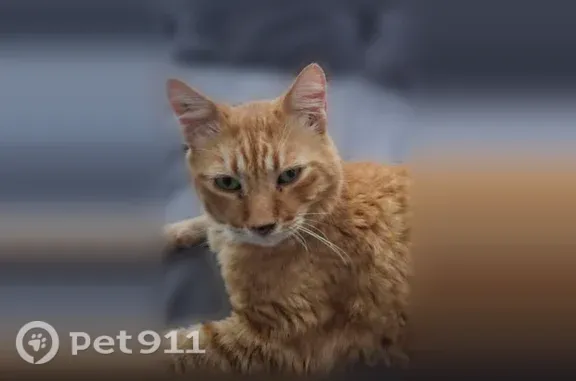 Chat perdu, Carpentras, photo: Chat perdu mâle, Avenue du clos des oliviers, 40, Carpentras - roux