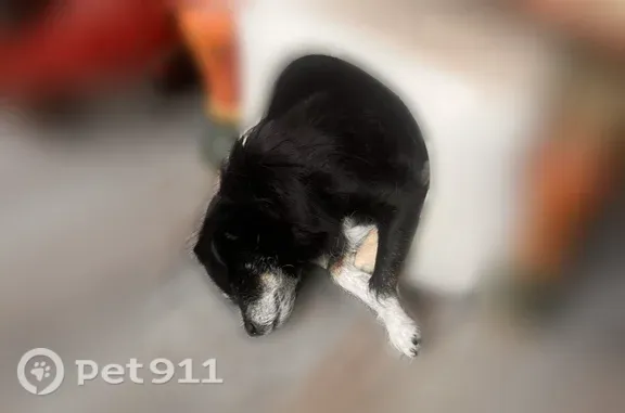 Lost pets Dallas, photo: Lost dog, Hondo Avenue, Dallas - senior girl, blind in 1 eye
