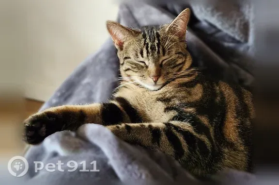Perdu chat femelle, Boulevard Magenta, 24, Fontainebleau - petite chatte tigrée noire et marron - photo