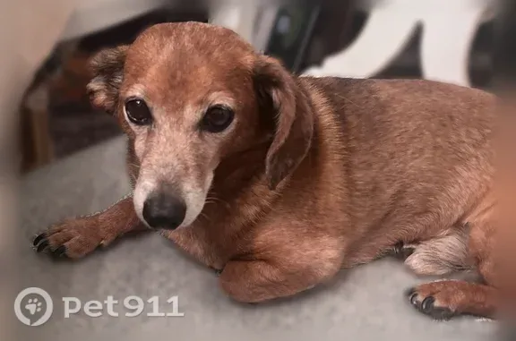 Lost dog, N1014, 21, Greer - male, brown, 15 years old - photo