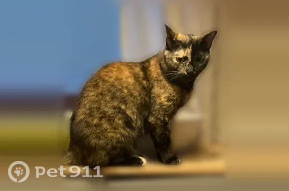 Chat perdu femelle, Rue du Commandant Luce de Casabianca, 27, Bastia - petite et peureuse - photo