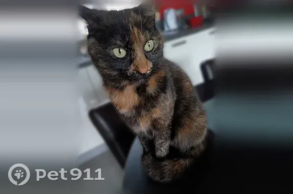 Chat perdu, Amiens, photo: Chat perdu, Rue du Blamont, 47, Amiens - femelle