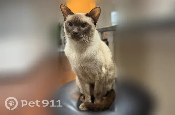 Lost and found pets Houston, photo: Lost cat, Rocky Meadow Drive, 12618, Houston — male Siamese with a yellow collar and bell
