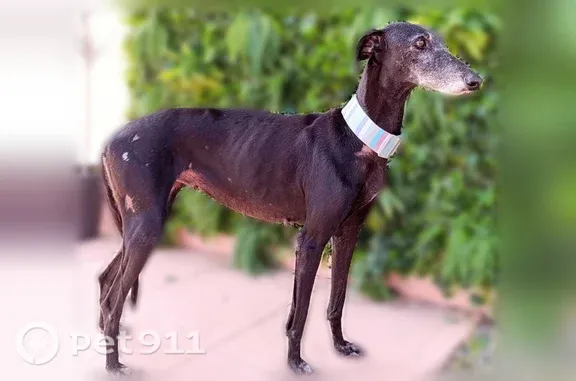 Chien perdu, femelle, Avenue de l'Europe, 44, Pau — lévrier espagnol noir - photo