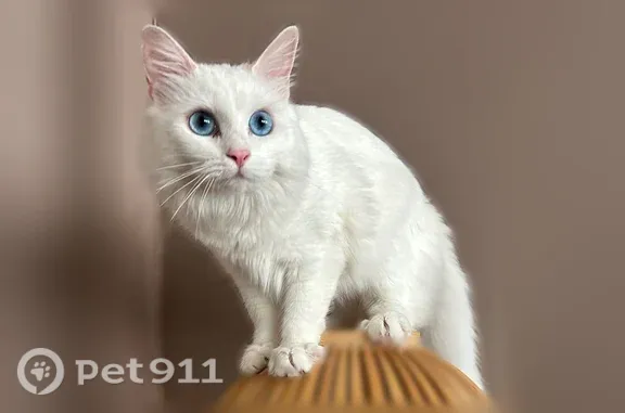 Chat perdu femelle, Rue Jeanne Maillotte, La Madeleine - entièrement blanche, yeux bleus - photo