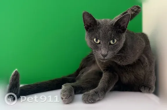 Chat perdu, femelle, Le Chêne Pineau, 11, Saint-Hilaire-de-Clisson - très craintive - photo