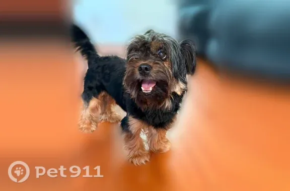 Lost dog, 20th Street North, 3165, Arlington - male - photo