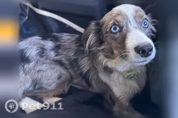 Lost dog, Cedar Road, 32, Readington Township, Newark - male, blue merle with 2 blue eyes - photo