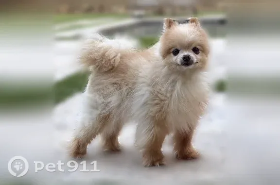 Lost dog, Creighton Court, 7113, Fort Worth - very small, cream/blonde Pomeranian - photo