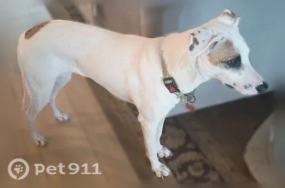 Lost dog, Arroyo Seco, 5705, Austin - white with brown spots - photo