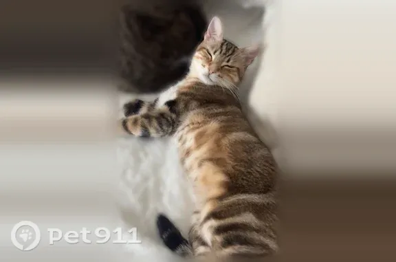 Chat perdu mâle, Avenue Corneille, 65, Saint-Brieuc, Brie-Comte-Robert - petit et maigre - photo